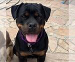 Small Photo #2 Rottweiler Puppy For Sale in San Diego, CA, USA