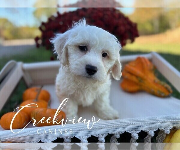 Medium Photo #2 Havachon Puppy For Sale in NIANGUA, MO, USA