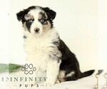 Small #2 Australian Shepherd