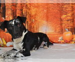 BOO - Male Catahoula Leopard Dog-Unknown Mix Dog for Adoption - Small photo