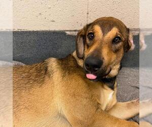 American Staffordshire Terrier-Unknown Mix Dogs for adoption in San Antonio, TX, USA