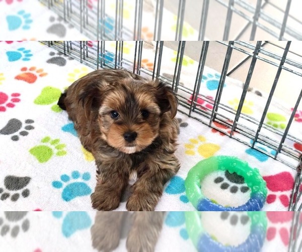 Medium Photo #3 Yorkshire Terrier Puppy For Sale in ORO VALLEY, AZ, USA