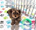 Small #2 Yorkshire Terrier