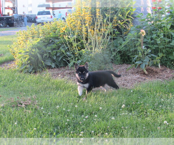 Medium Photo #10 Gerberian Shepsky Puppy For Sale in OWEN, WI, USA