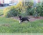 Small #9 Gerberian Shepsky