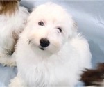 Small Photo #8 Havanese Puppy For Sale in FENTON, MO, USA