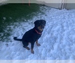 Small Photo #22 Rottweiler Puppy For Sale in GARLAND, TX, USA