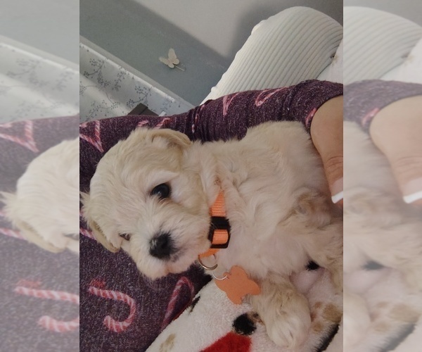 Medium Photo #5 Maltipoo (Miniature) Puppy For Sale in SAN ANTONIO, TX, USA
