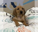 Oakley - Male Golden Retriever-Unknown Mix Dog for Adoption - Small photo