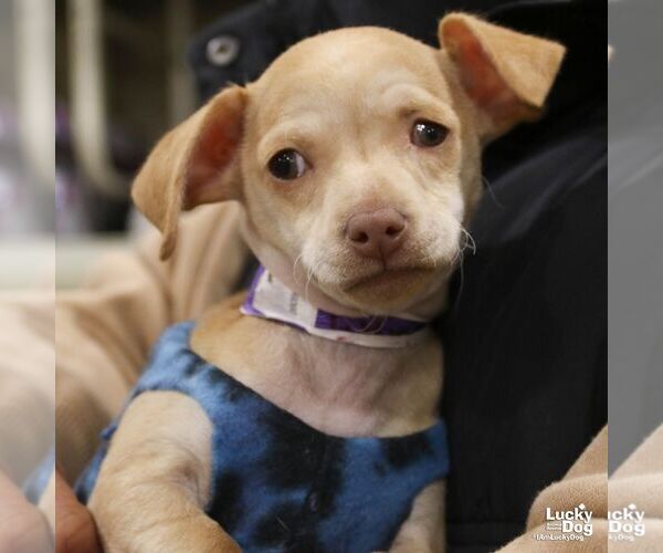 Medium Photo #2 Chihuahua-Unknown Mix Puppy For Sale in Washington, DC, USA