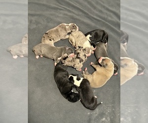 Great Dane Puppy for Sale in RANSOMVILLE, New York USA