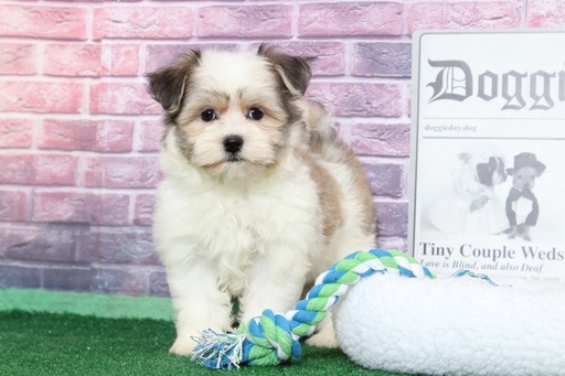 Medium Photo #1 Havanese Puppy For Sale in BEL AIR, MD, USA