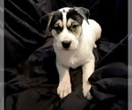 Puppy Puppy 1 Alaskan Husky-American Pit Bull Terrier Mix