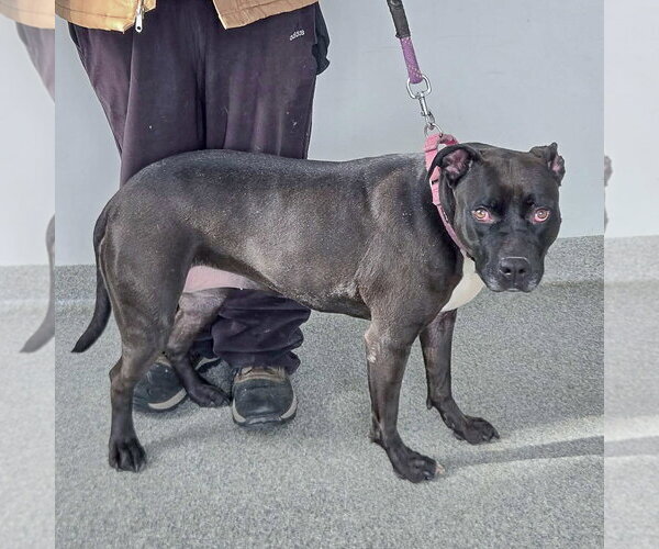 Medium Photo #7 American Bulldog-American Staffordshire Terrier Mix Puppy For Sale in Huntley, IL, USA