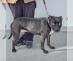 Small #6 American Bulldog-American Staffordshire Terrier Mix