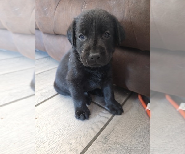Medium Photo #31 Labrador Retriever Puppy For Sale in SHELBYVILLE, IN, USA