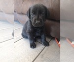Small #5 Labrador Retriever