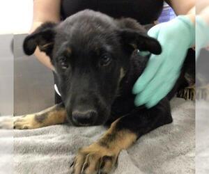 German Shepherd Dog Dogs for adoption in Riverside, CA, USA