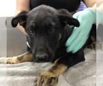 Small German Shepherd Dog