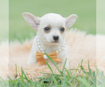 Small Photo #44 Chihuahua Puppy For Sale in WARSAW, IN, USA