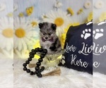 Small #3 Pomeranian