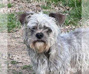 Mutt Dogs for adoption in Yardley, PA, USA
