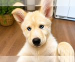 Small #3 Labrador Retriever Mix
