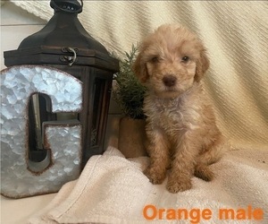 Poodle (Standard) Puppy for Sale in BOWLING GREEN, Kentucky USA