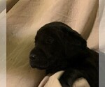 Small Photo #14 Labrador Retriever Puppy For Sale in PUEBLO, CO, USA