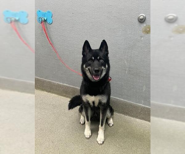 Medium Photo #1 Gerberian Shepsky Puppy For Sale in Las Vegas, NV, USA