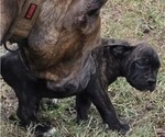 Small Photo #18 Cane Corso Puppy For Sale in MOORESBORO, NC, USA