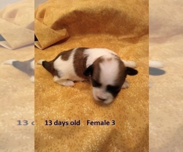 Medium Photo #11 Havanese Puppy For Sale in DREXEL, MO, USA