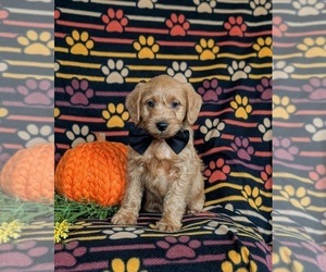 Miniature Labradoodle Puppy for sale in QUARRYVILLE, PA, USA