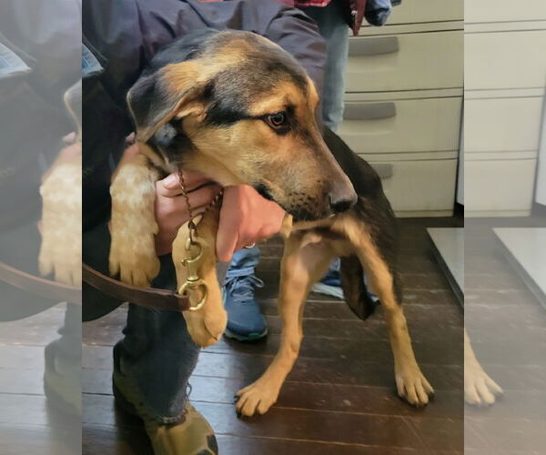 Medium Photo #2 Shepradors Puppy For Sale in Harrison, AR, USA