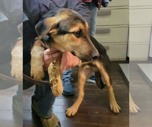 Harry Brown - Male Shepradors Dog for Adoption - Photo #2