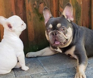Father of the French Bulldog puppies born on 04/08/2022