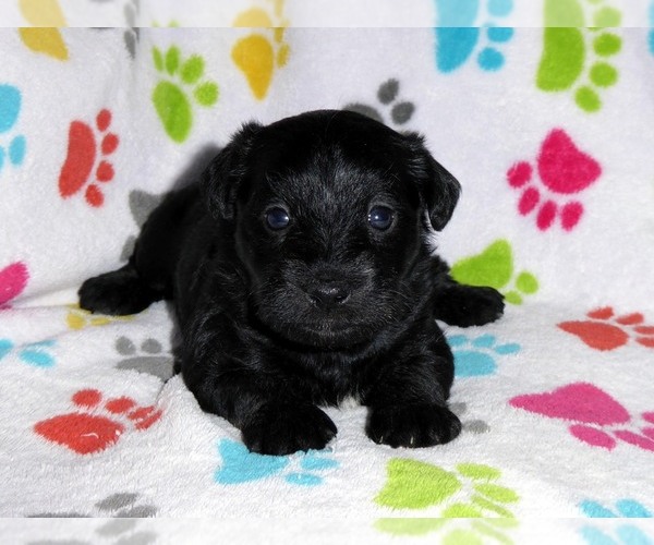 Medium Photo #7 Schnoodle (Miniature) Puppy For Sale in ORO VALLEY, AZ, USA