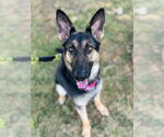 Small #2 German Shepherd Dog