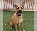 Small #1 German Shepherd Dog Mix