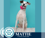 Small #10 Boxer Mix