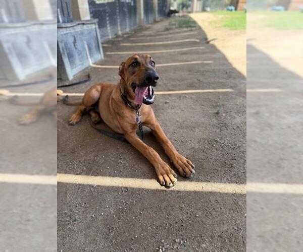 Medium Photo #2 Rhodesian Ridgeback Puppy For Sale in Riverside, CA, USA