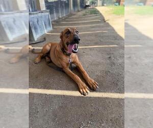 MILES - Male Rhodesian Ridgeback Dog for Adoption - Photo #2