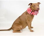 Small #2 American Staffordshire Terrier Mix