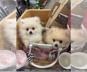 Pomeranian Puppy for sale in DEER PARK, TX, USA