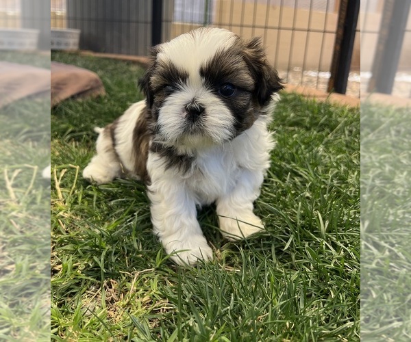 Medium Photo #4 Shih Tzu Puppy For Sale in MESA, AZ, USA