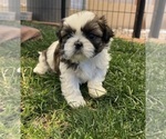 Small #3 Shih Tzu