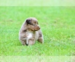 Small Photo #22 Australian Shepherd Puppy For Sale in NEWTON FALLS, OH, USA