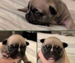 Puppy Lady French Bulldog