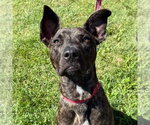 Small #36 Black Mouth Cur Mix
