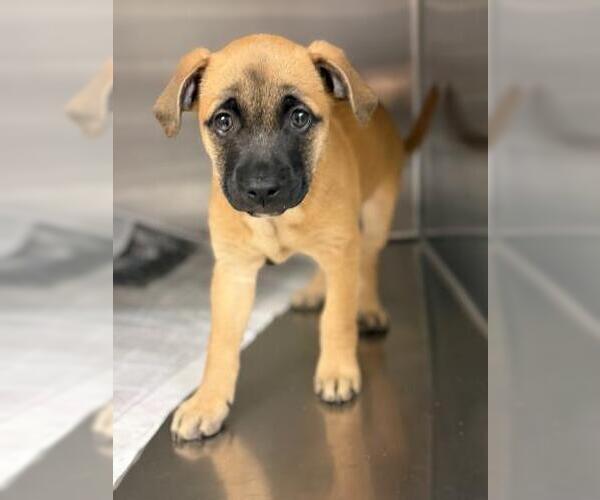 Medium Photo #2 German Shepherd Dog Puppy For Sale in Riverside, CA, USA